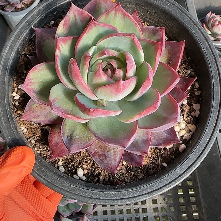 58 惊鸿仙子多肉植物6-9cm