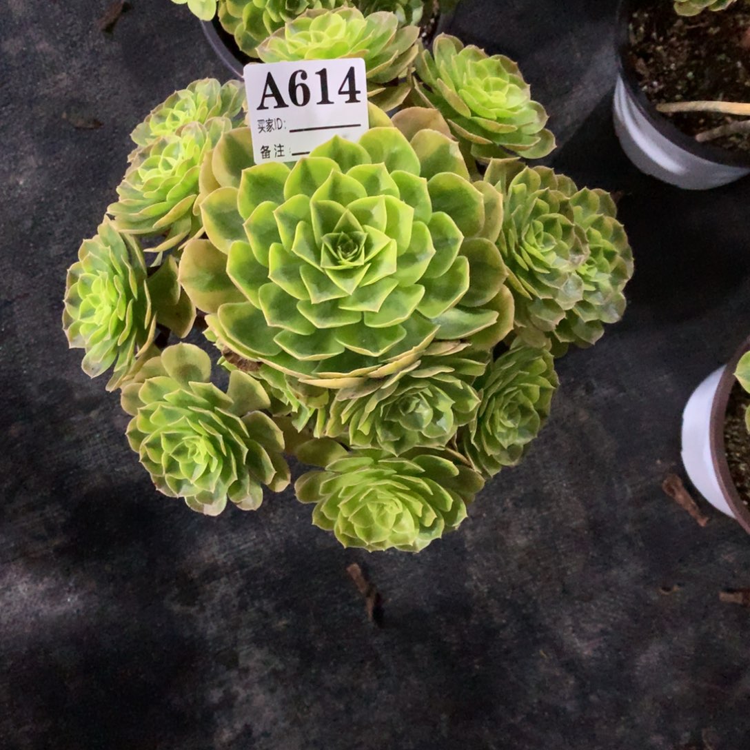 雨荷614法师多肉植物40000000000