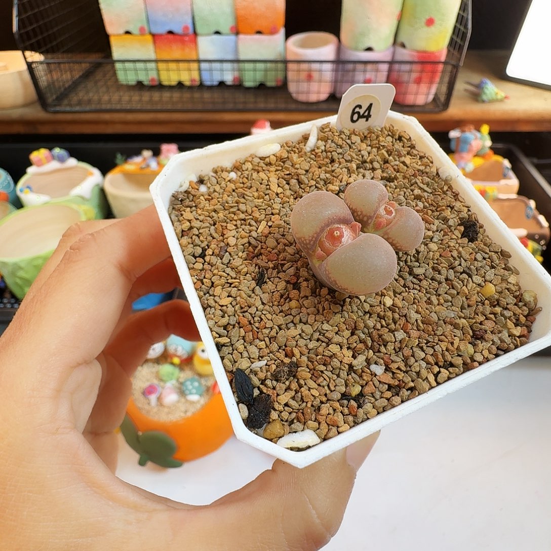 b***吖多肉植物福利赤焰美人