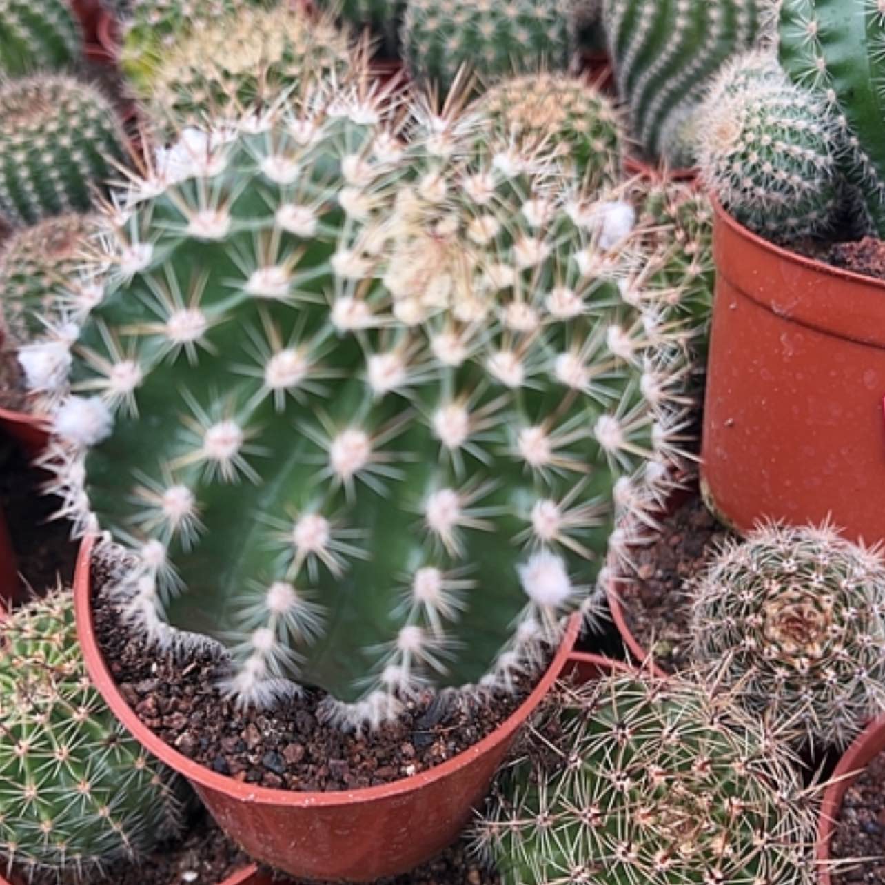 【闪购商品】花花花花