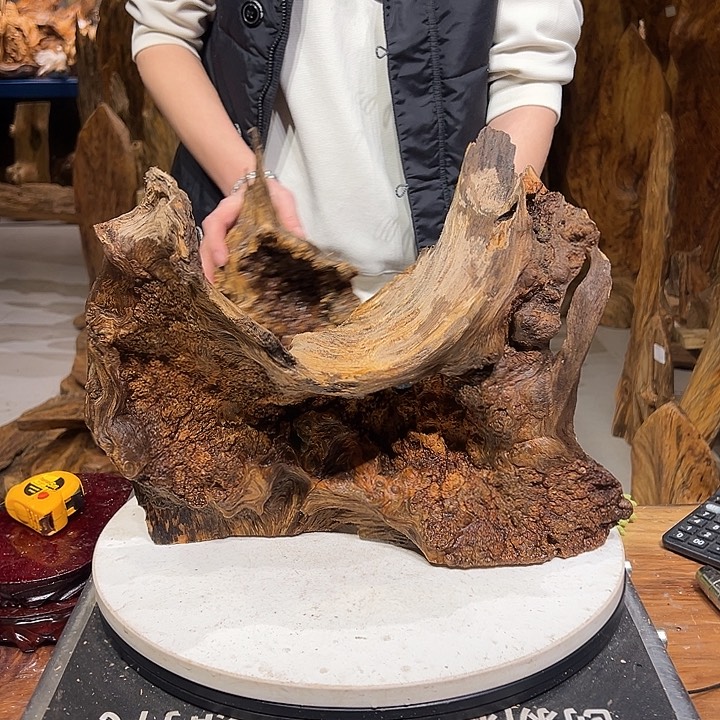 松木（琥珀木）黎*