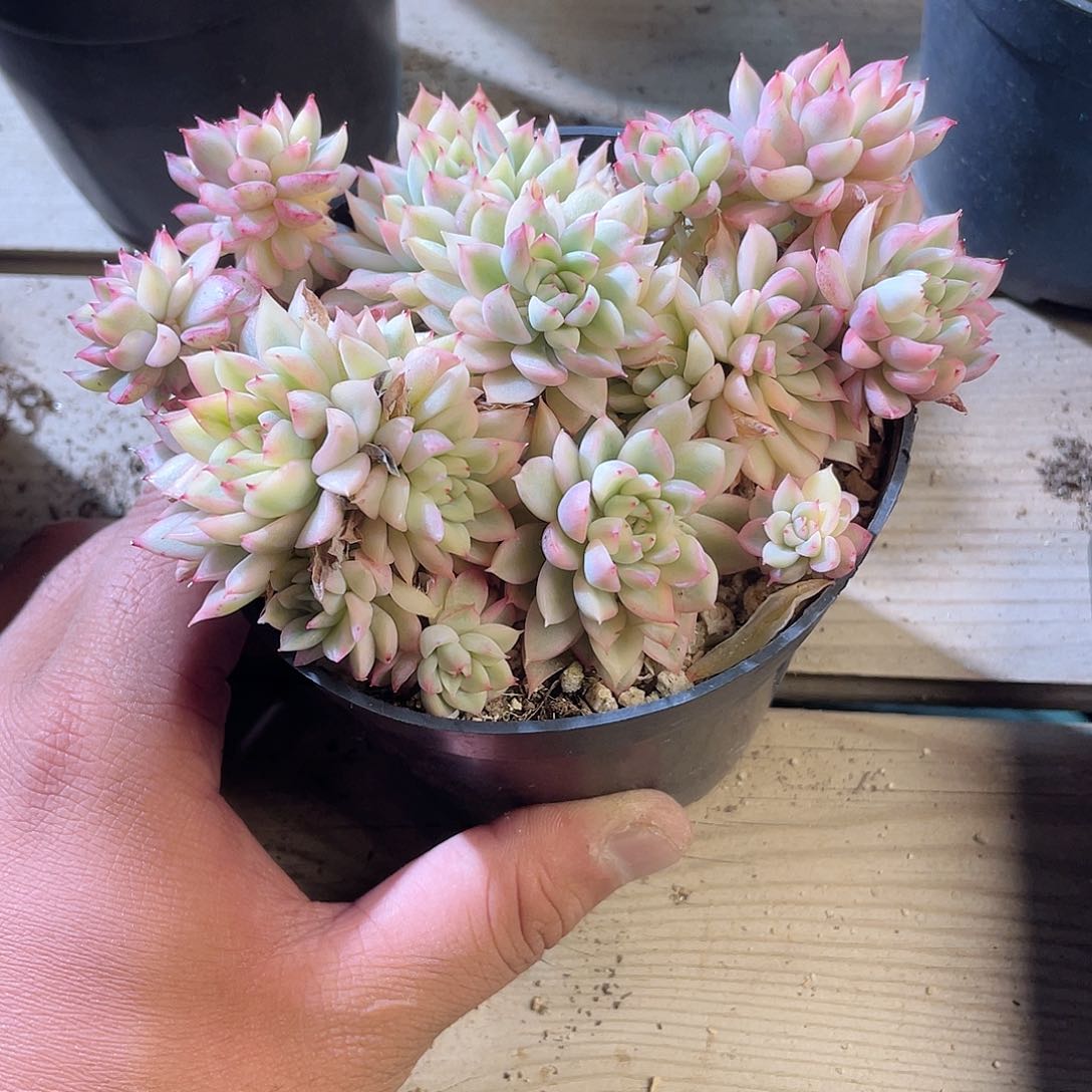 橙**贝3108  女雏锦  六月六