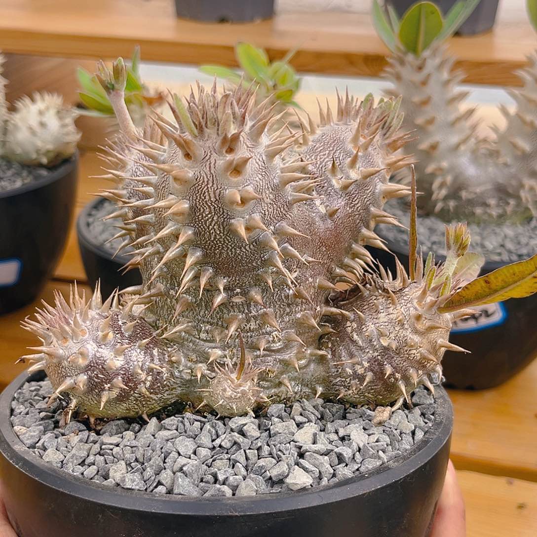 惠比大黑多头群生紫皮11508号