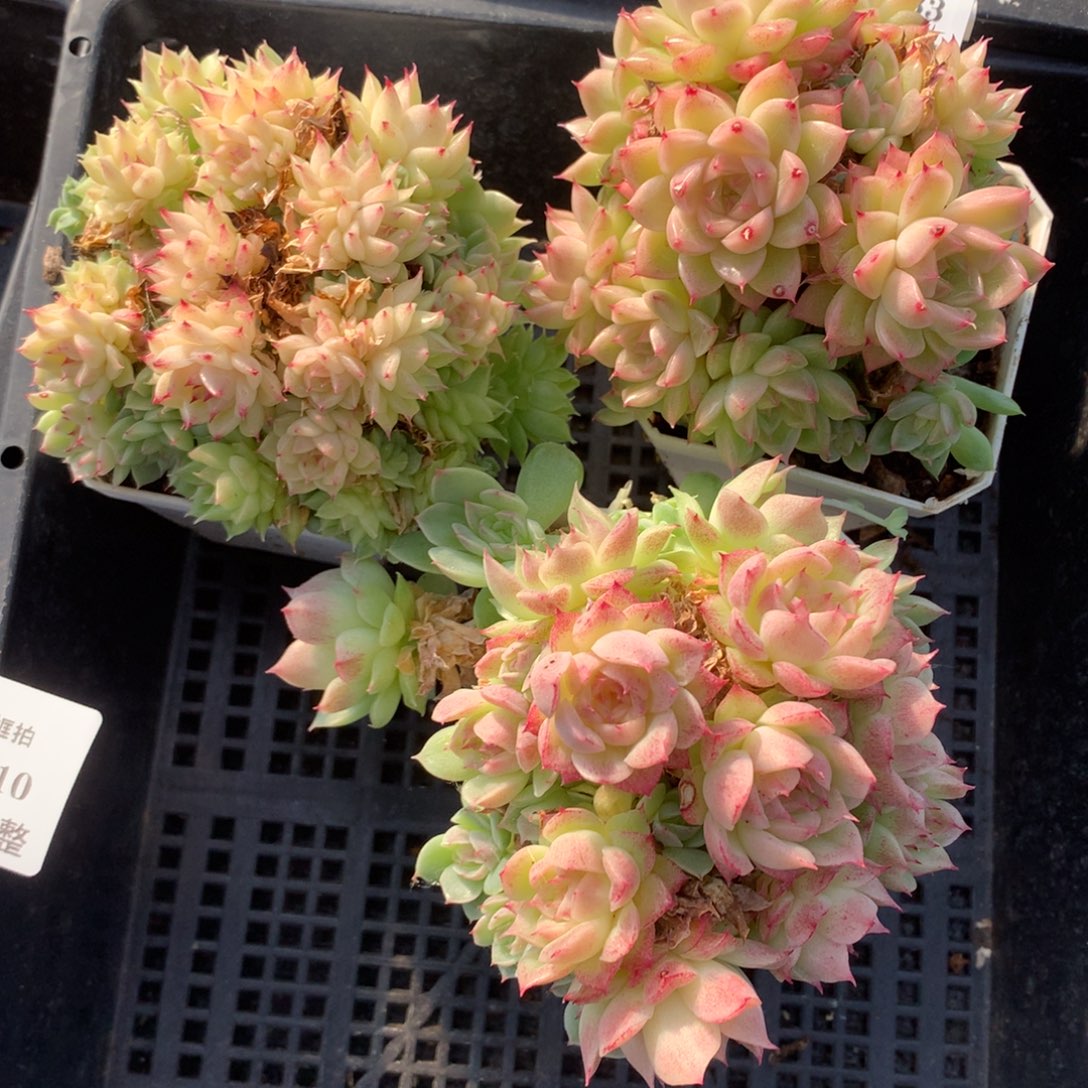 1204-10 套餐一组