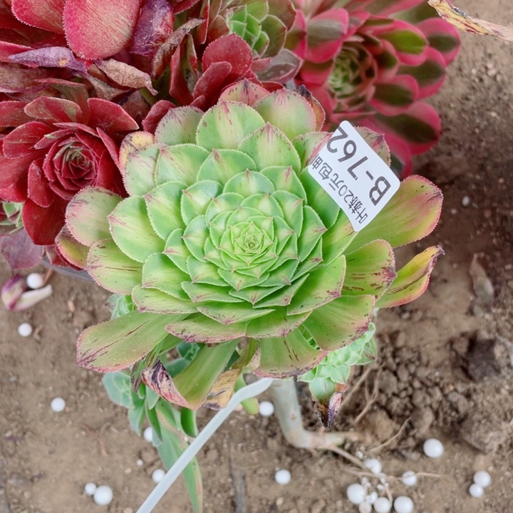 762知否嫁接多肉12345578