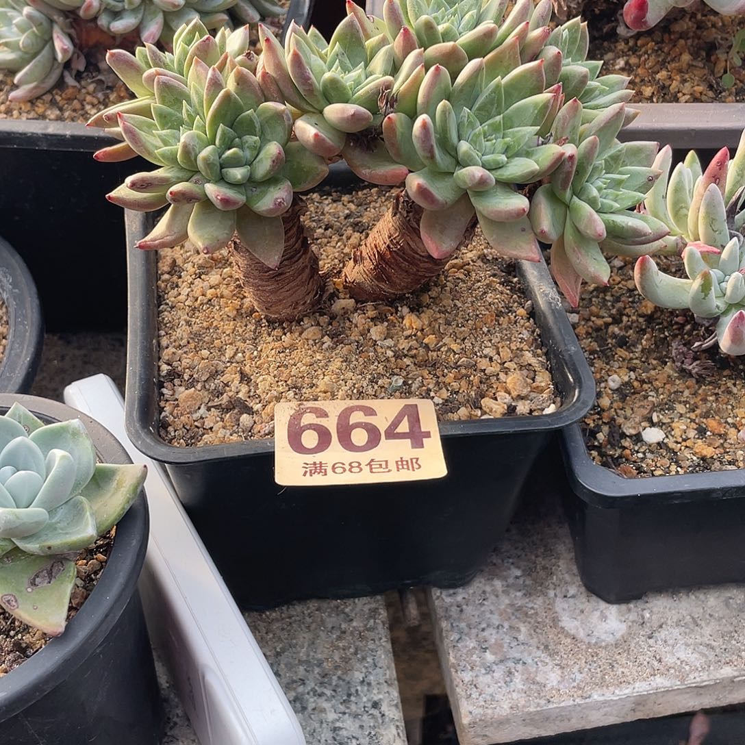 晨溪园艺仙女杯呀