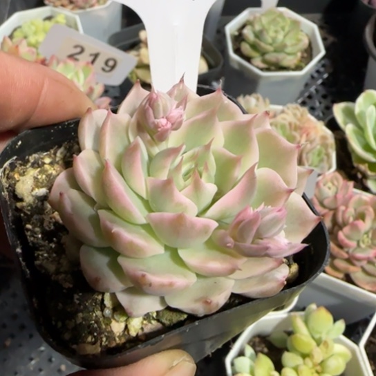 227玛格丽特锦一物一拍多肉