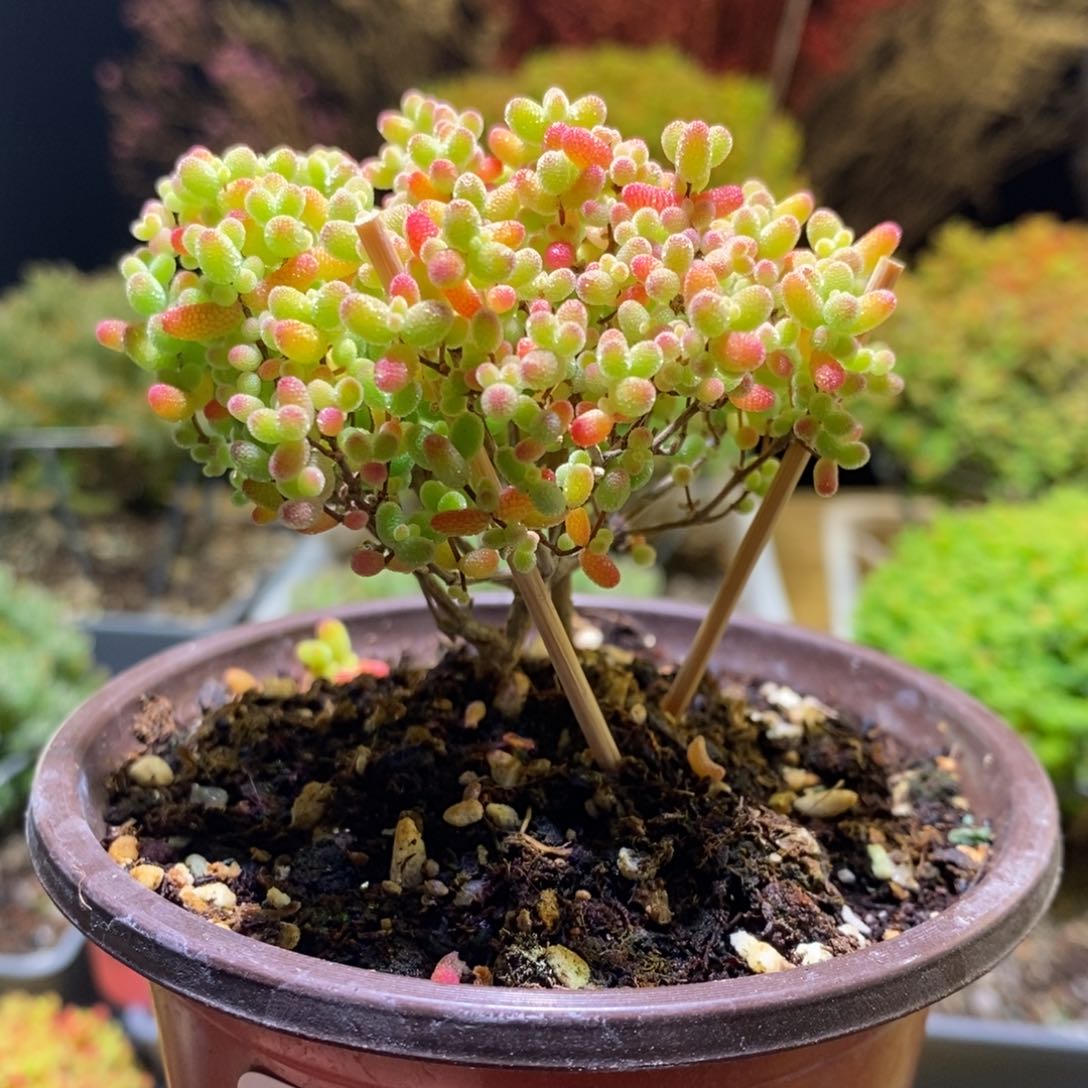 蜜桔枝干番杏431