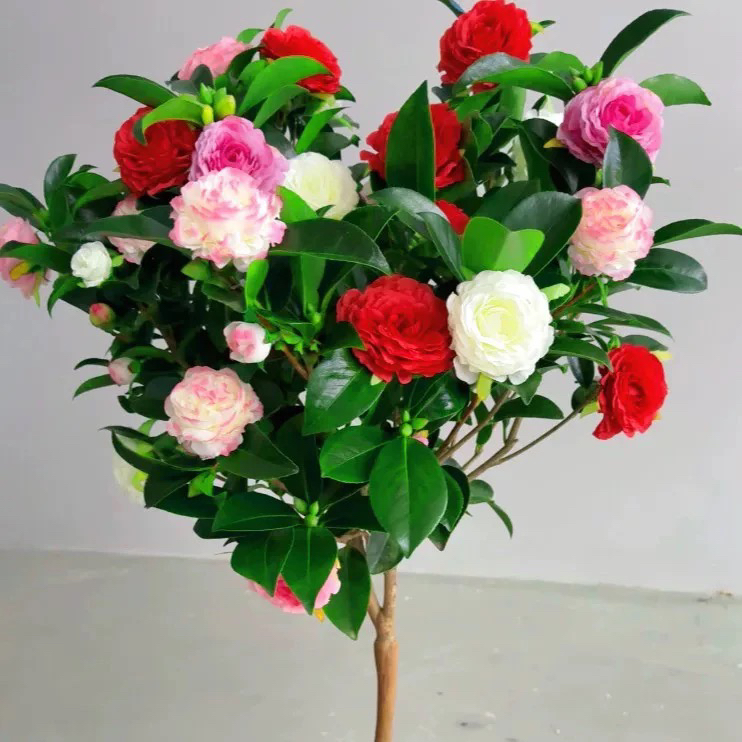 【五色赤丹】6年大苗带满头花苞发货高度70-90公分南方北方种植盆栽