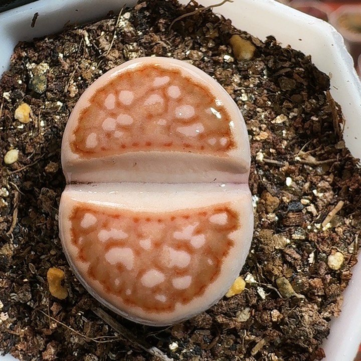 生石花114487。 287