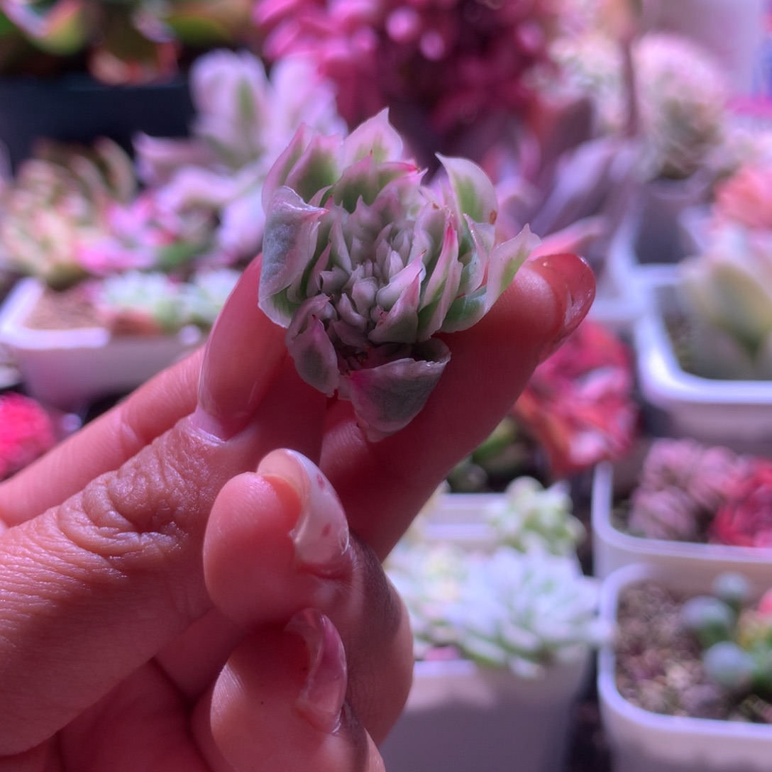 紫蝴蝶覆轮锦缀化