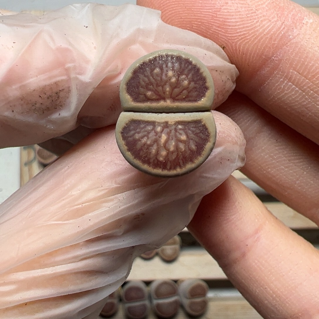 【闪购商品】241……