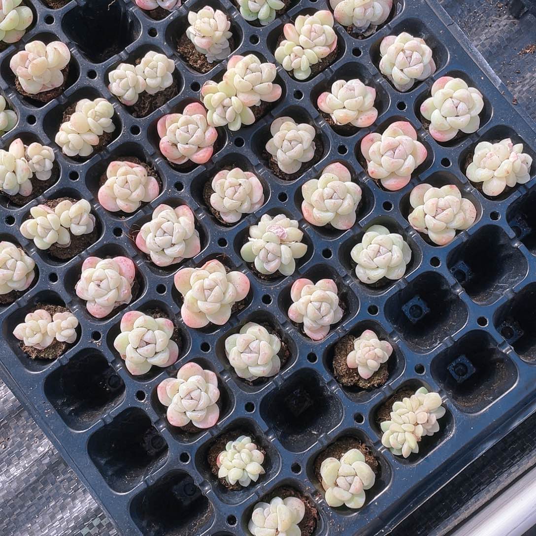 白体冰玉穴一个满25包邮