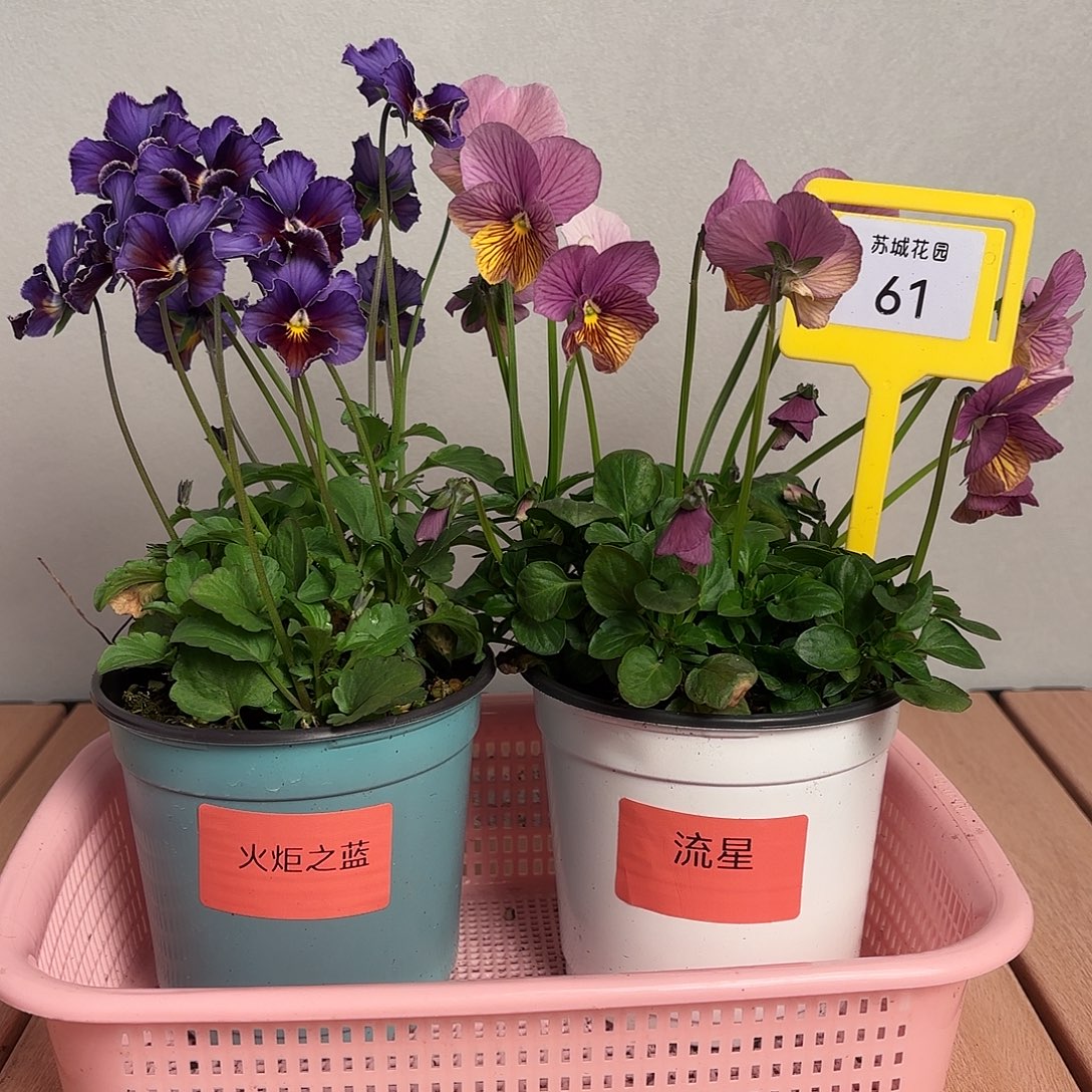 大部分开放少量花苞61