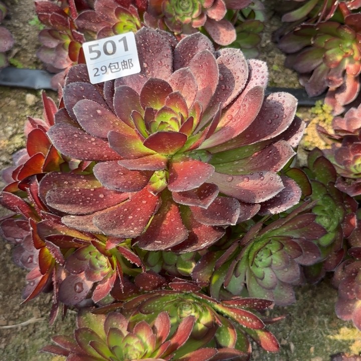 黑寡妇……多肉植物……