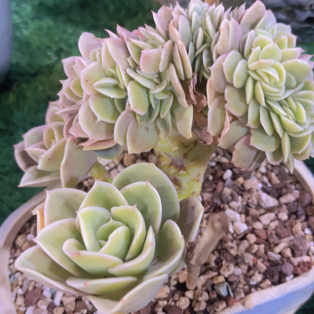 星纳塔缀03180多肉植物