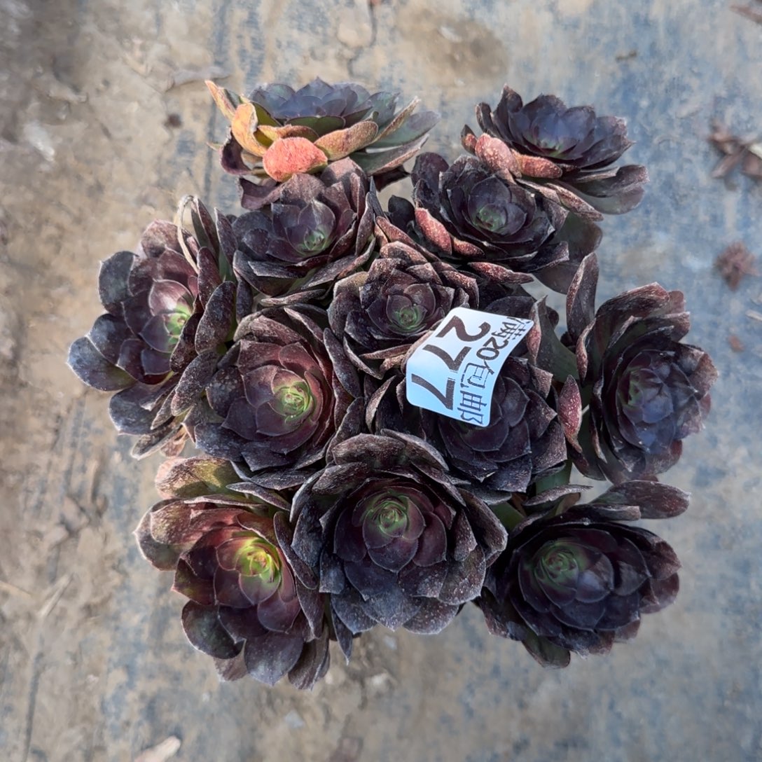 黑魔277满20包邮断枝不包