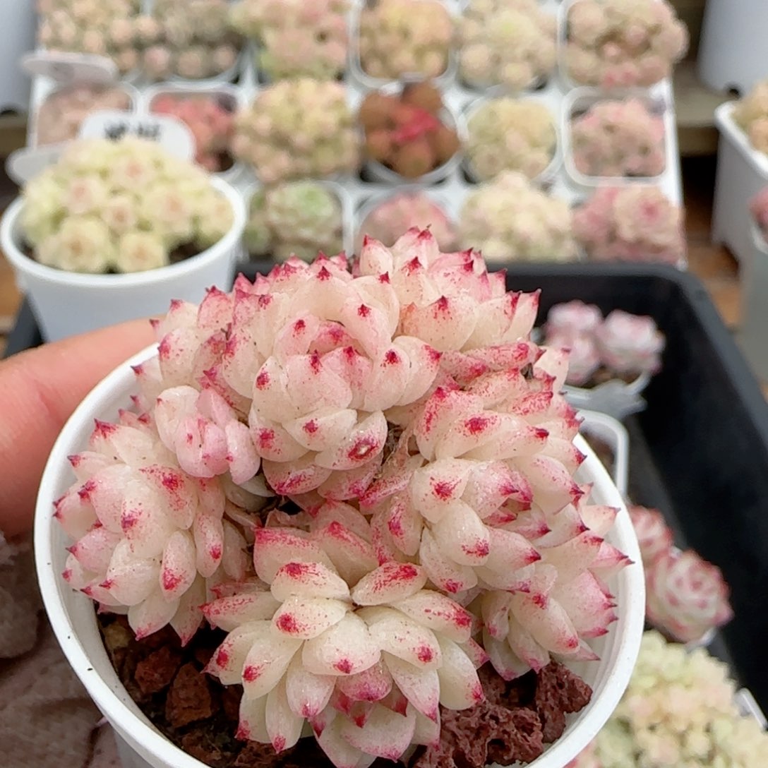 【闪购商品】0126-100小魔仙