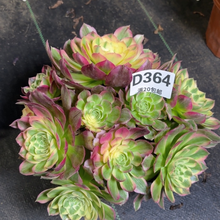 瑞妈一物一拍364