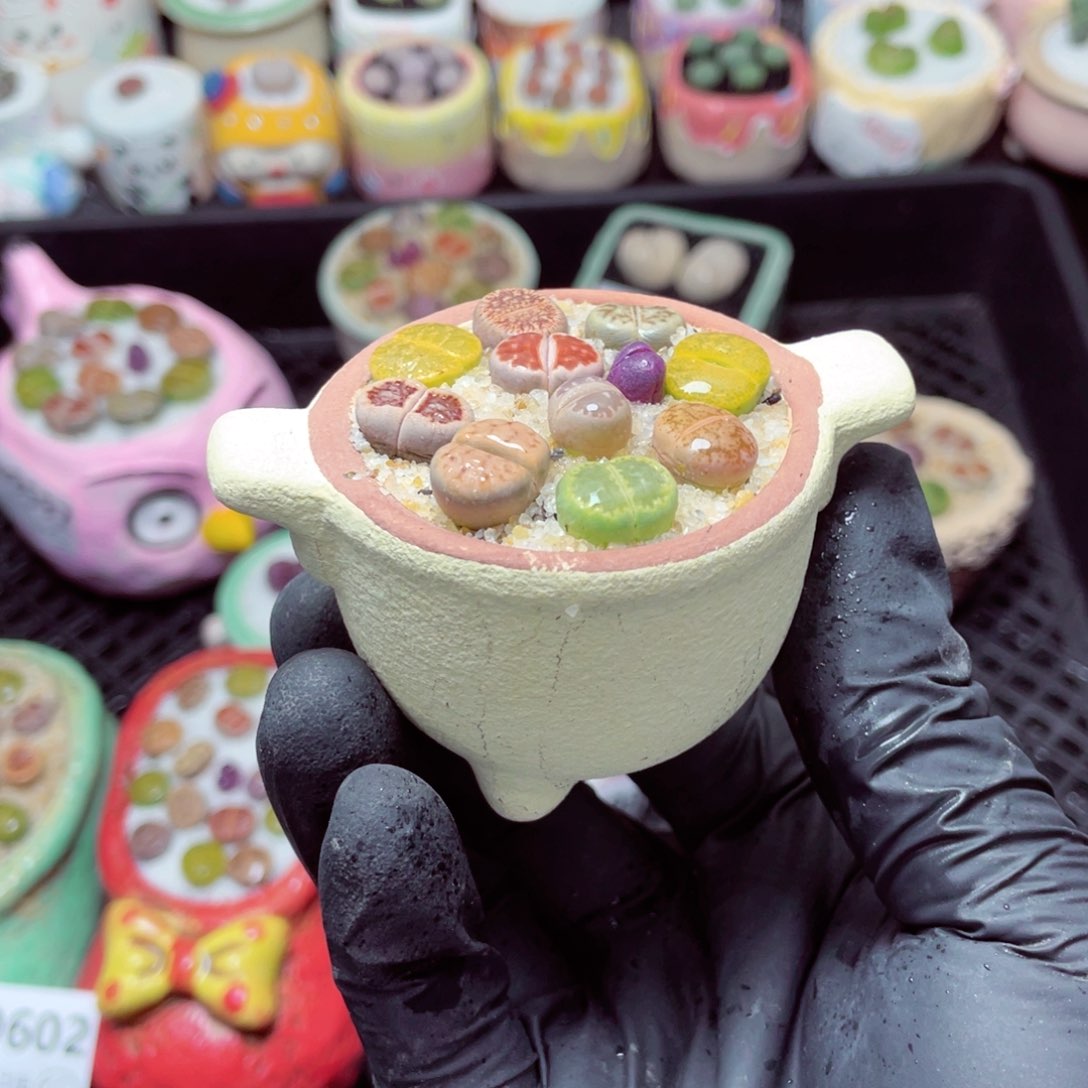 w9604--零下地区拍保温箱，-15度支持寄养