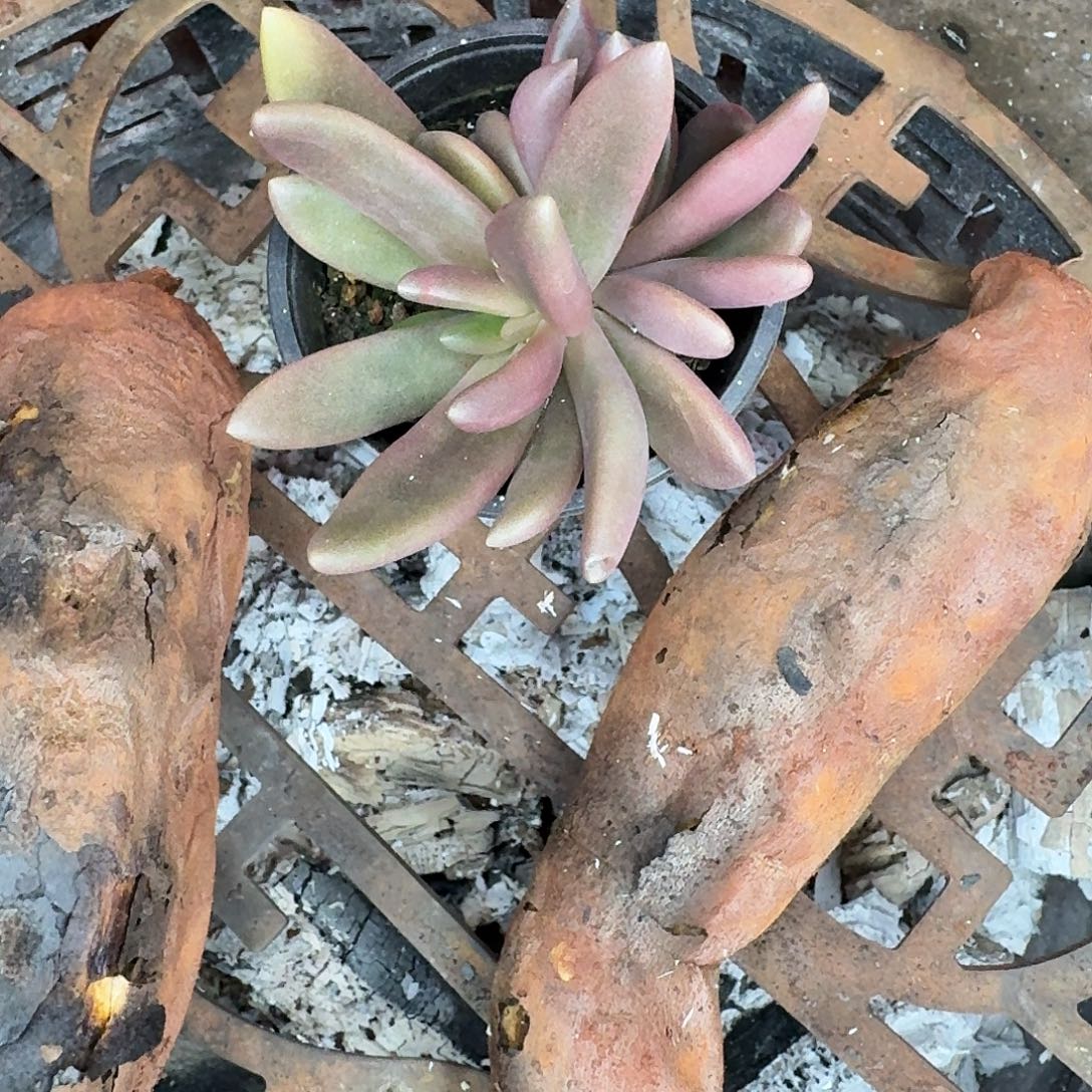 红烧八爪鱼一颗植物