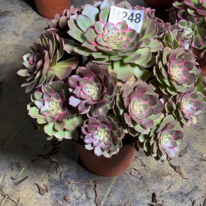 瑞妈，。。。。。248。莲花座，