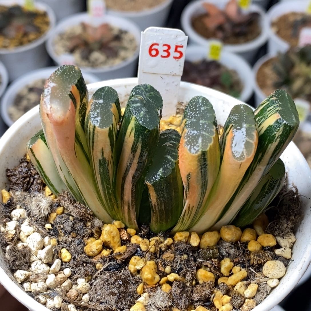 635号赤斑玉扇锦多肉