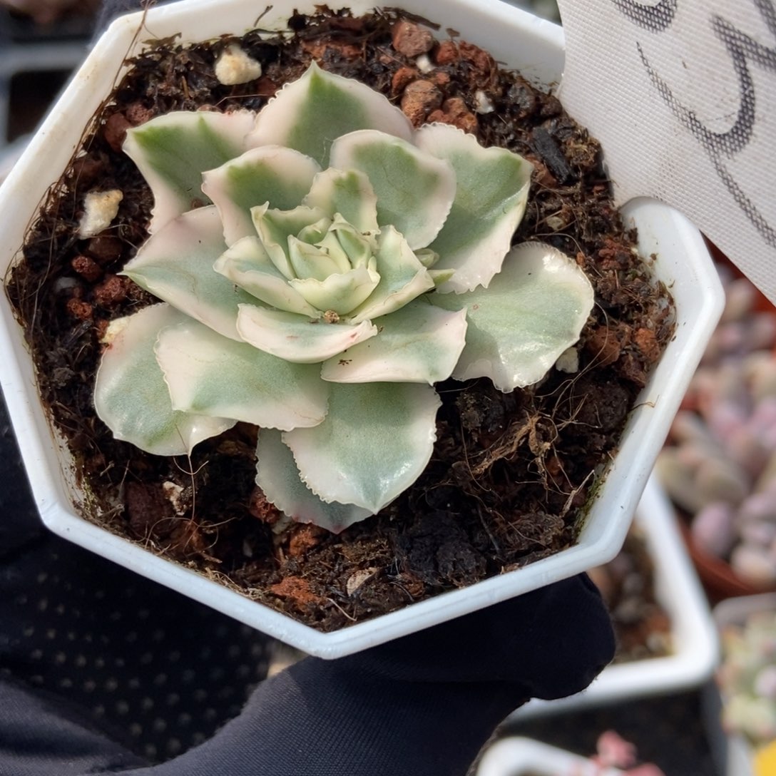 1333紫蝴蝶锦多肉植物