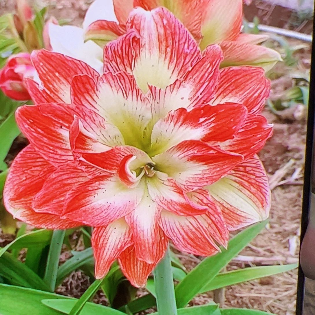 朱顶红红双喜开花球6-7cm