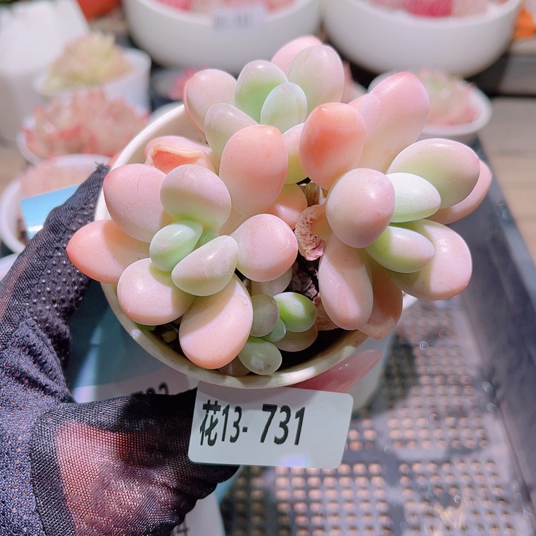 花利美13-731洛神