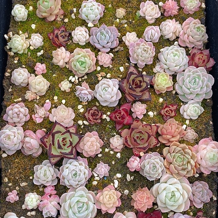 90 多肉植物盆栽花卉植物