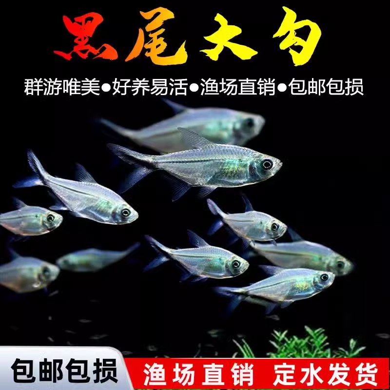 黑尾大勾黑尾旗热带鱼观赏鱼草缸群游鱼小型鱼活体鱼包活黑尾灯鱼