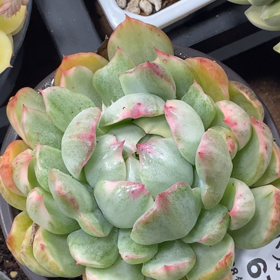 670玛丽亚锦女王单头