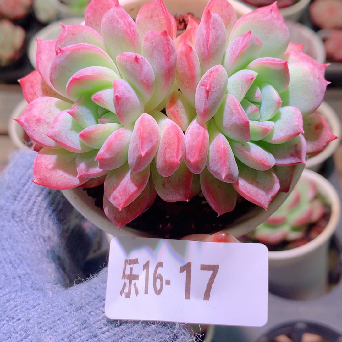 乐然16-17 新品双头 