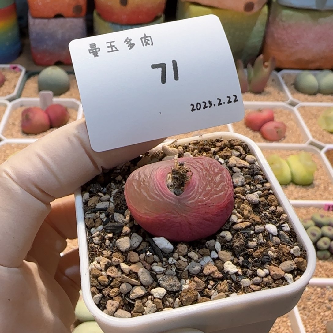 多肉多肉多肉2.22-071