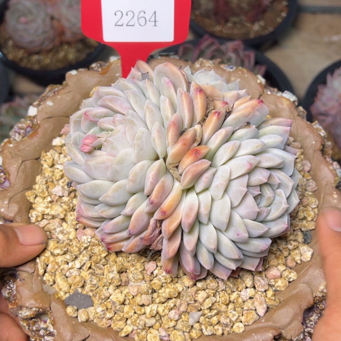 吴****呀2264多肉多多多多多