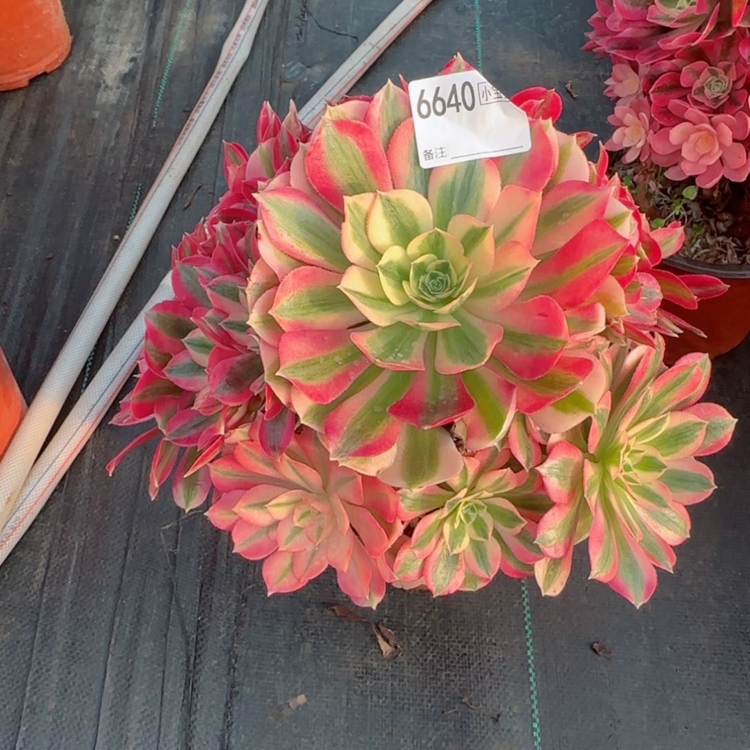 用****06640女巫多肉多肉