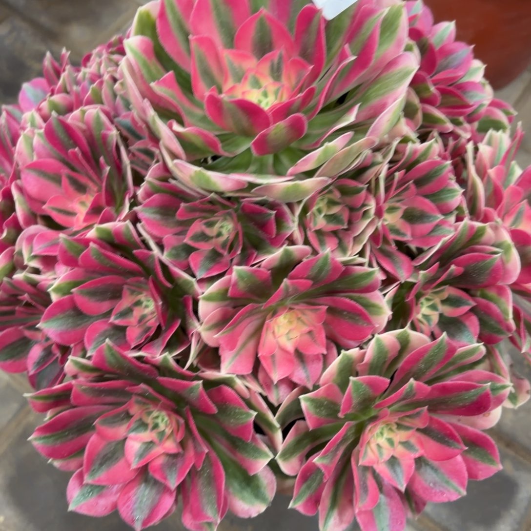 佳***思粉女巫老桩998肉肉肉肉肉肉肉