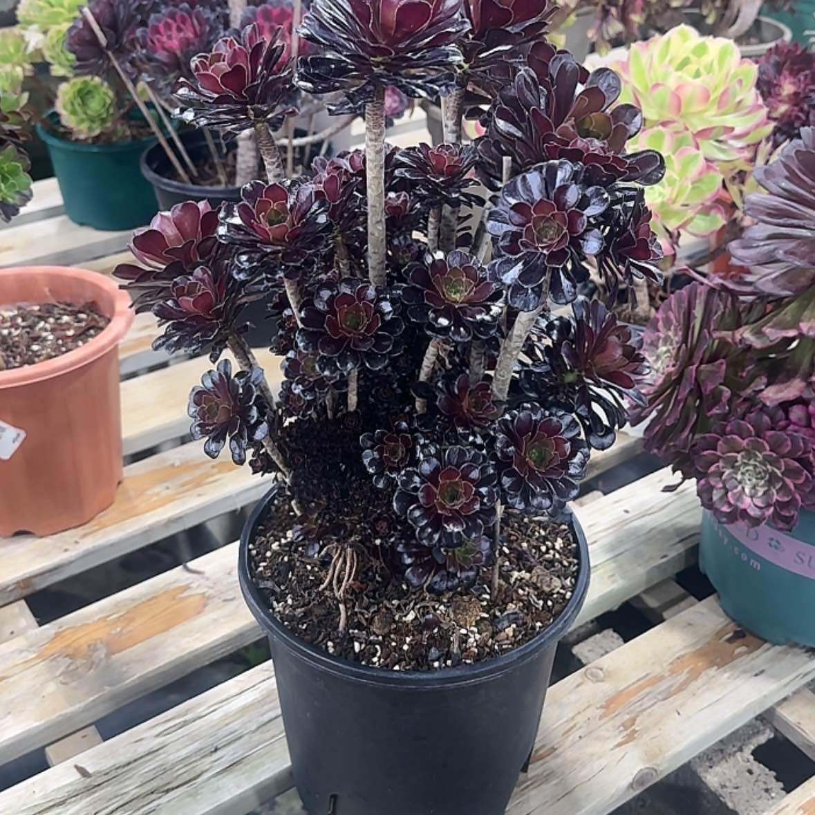 【闪购商品】?****师法师多肉