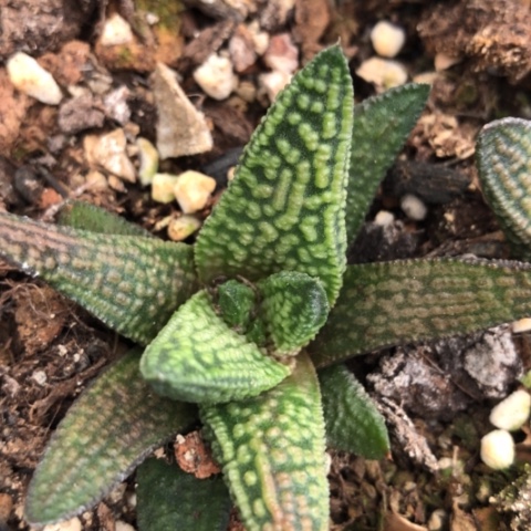 大理石女王硬叶子