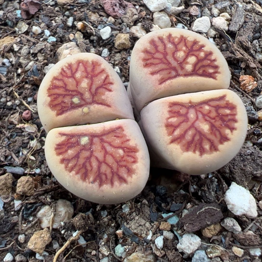 7.31好看的多肉脱土发货608