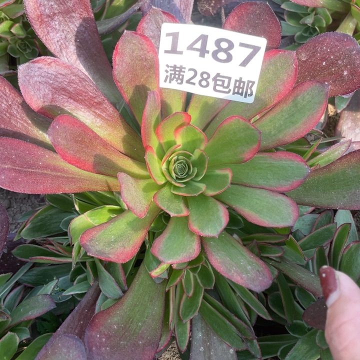 1487凤冠多肉植物二号棚C