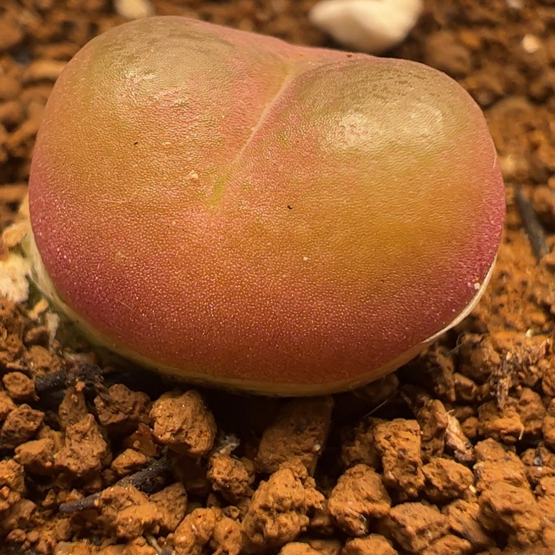 4年吕红母本带盆多肉