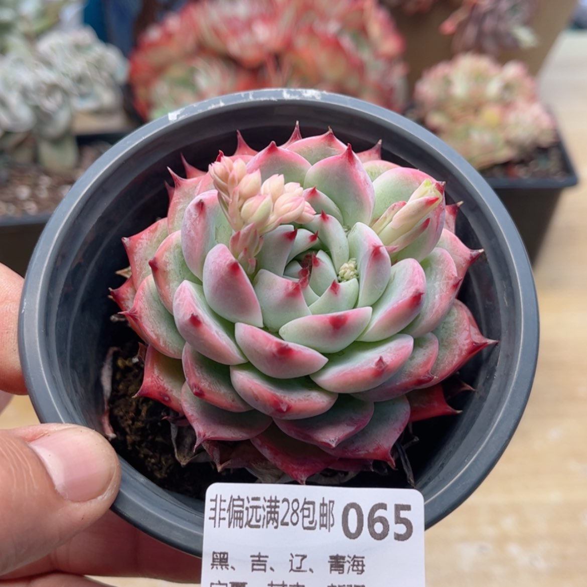 【闪购商品】065水蜜桃