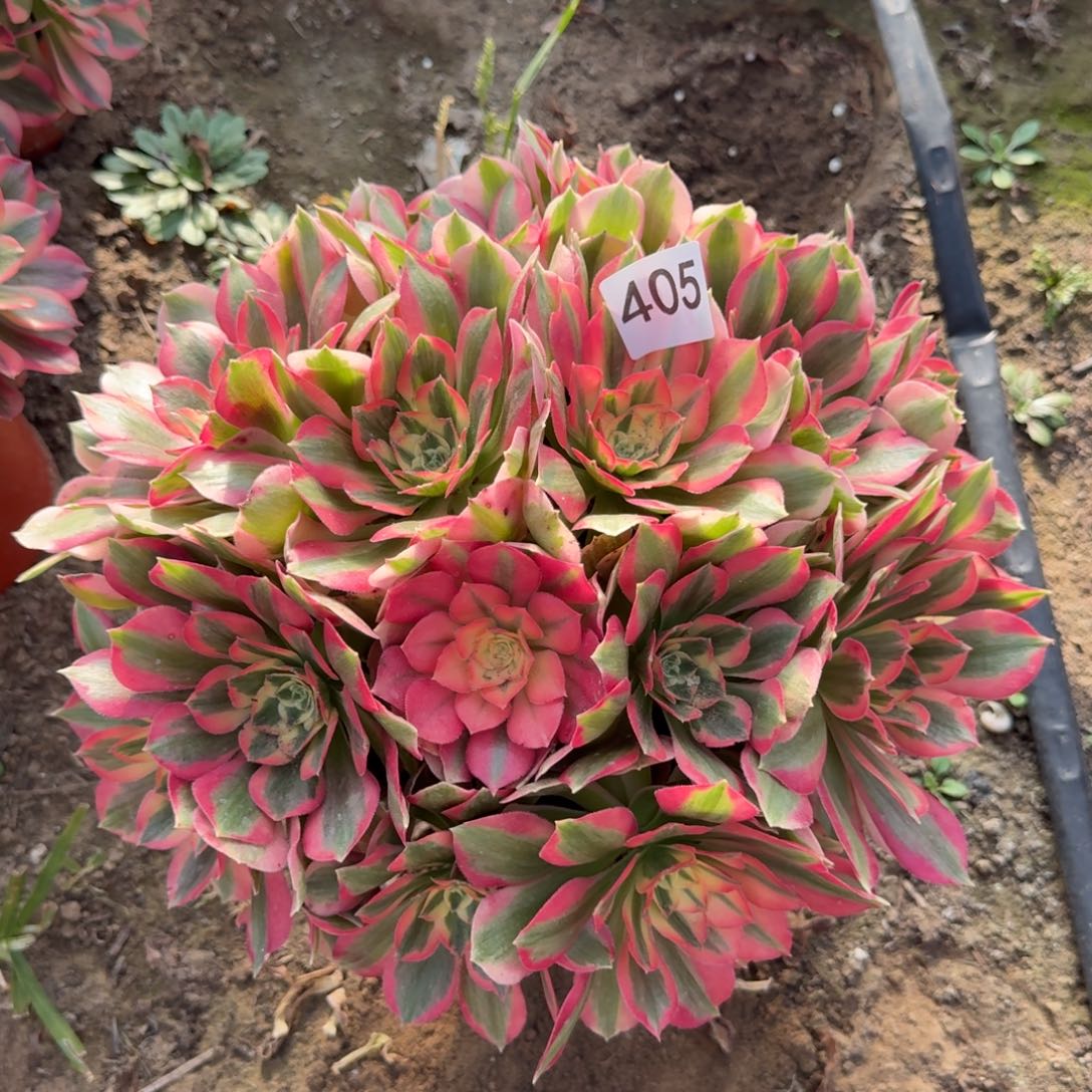 粉女郎法师多肉405号法师多肉