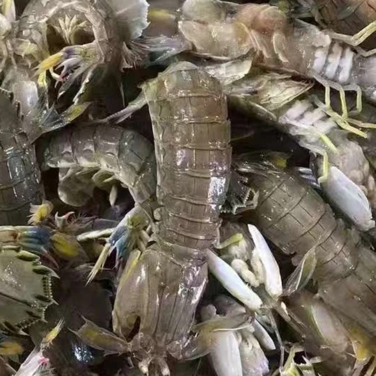 断氧死皮皮虾【皮皮虾】天津本地皮皮虾  闪送到家  