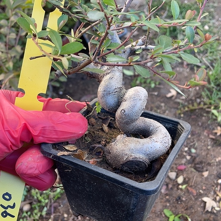 天***情无花朵25菊花菊花计划经济