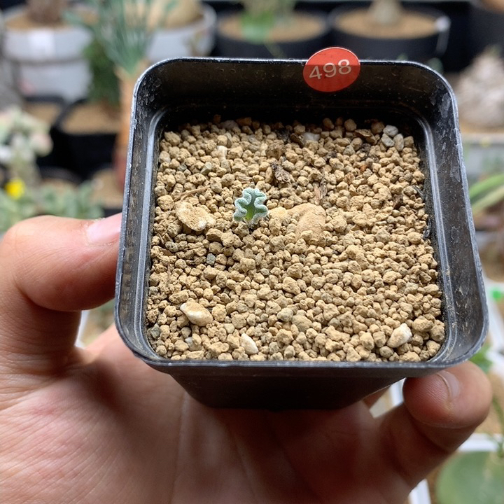 冰晶海带雾冰玉带盆