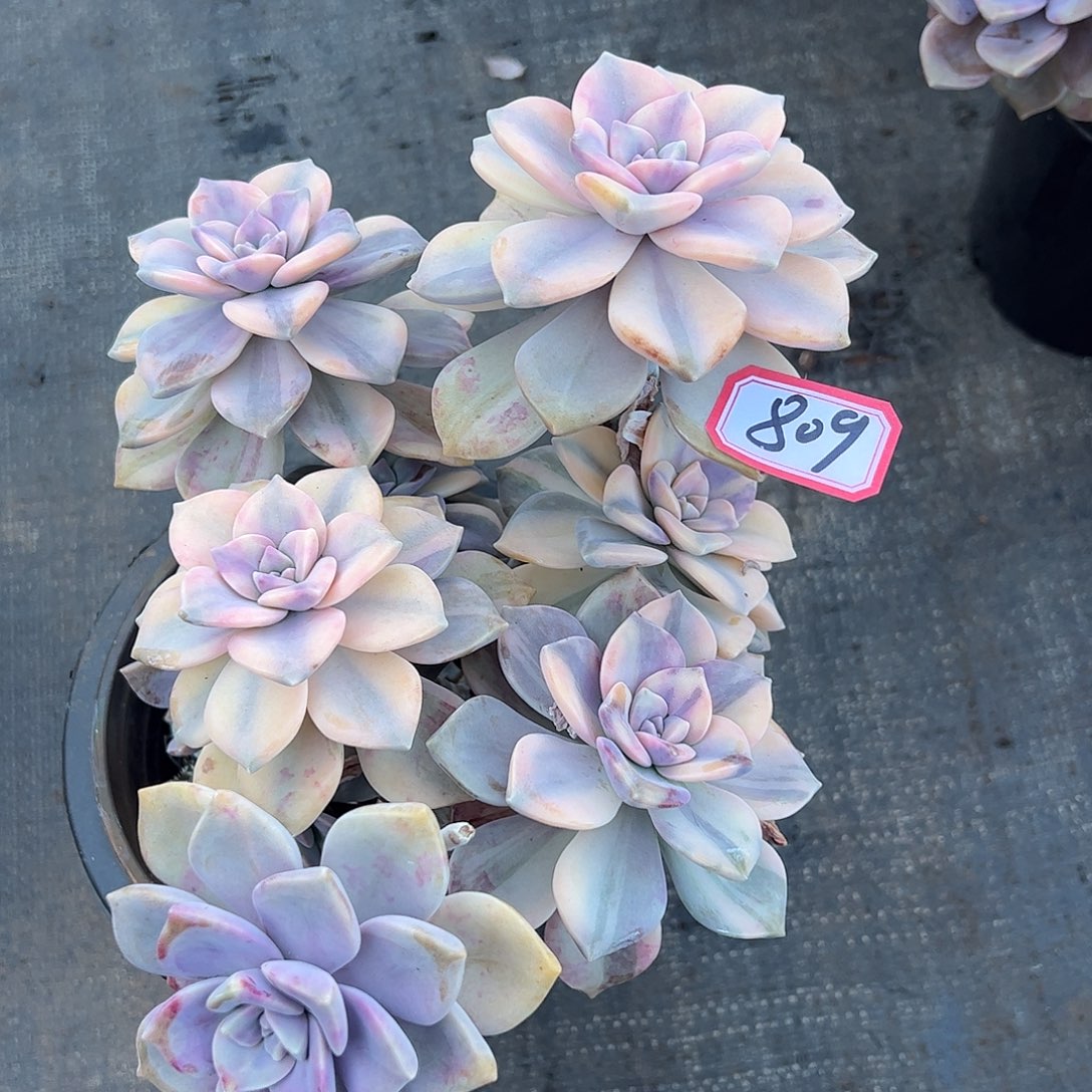 809紫乐锦，一物一拍