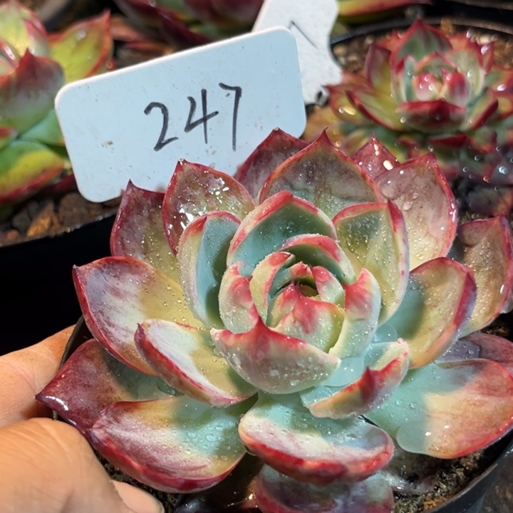 惊鸿一物一拍包装收缩花旱247